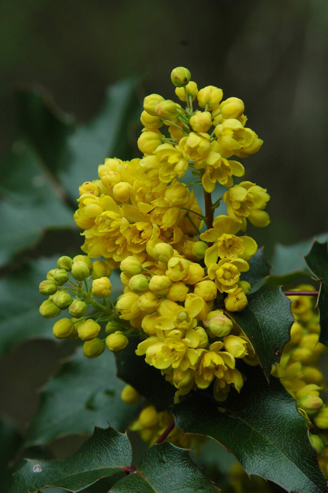 tall-oregon-grape_1
