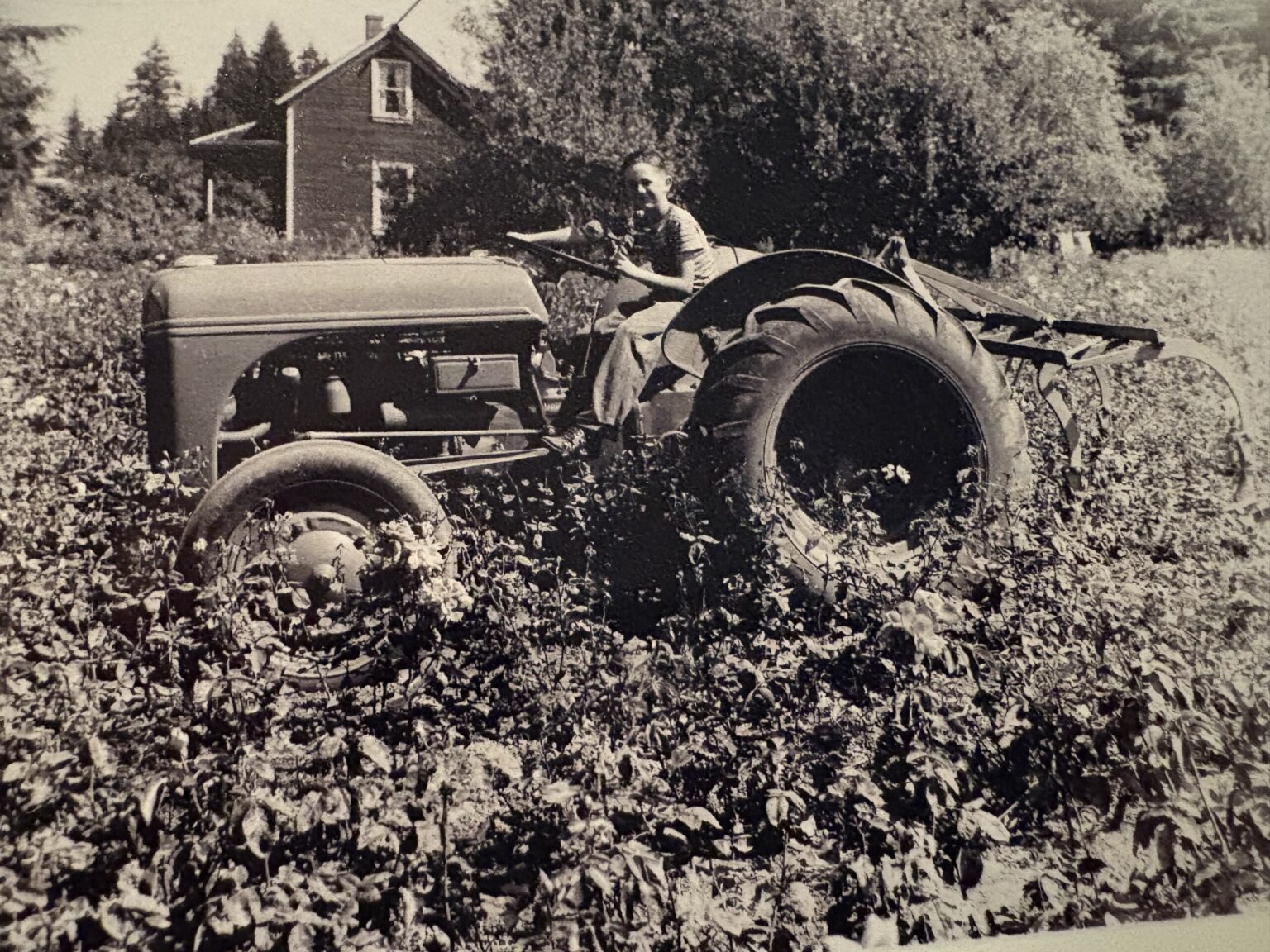 A black and white photo of a small boy on a tractor in a field of rosebushes.