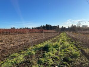 Blue sky over a farm field freshly tilled and planted with green crops emerging.