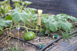 close-up of growing vegetables and drip irrigation systems