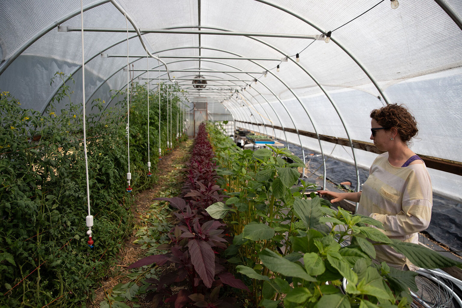 farmer standing by and examining rows of plants in a hoop greenhouse